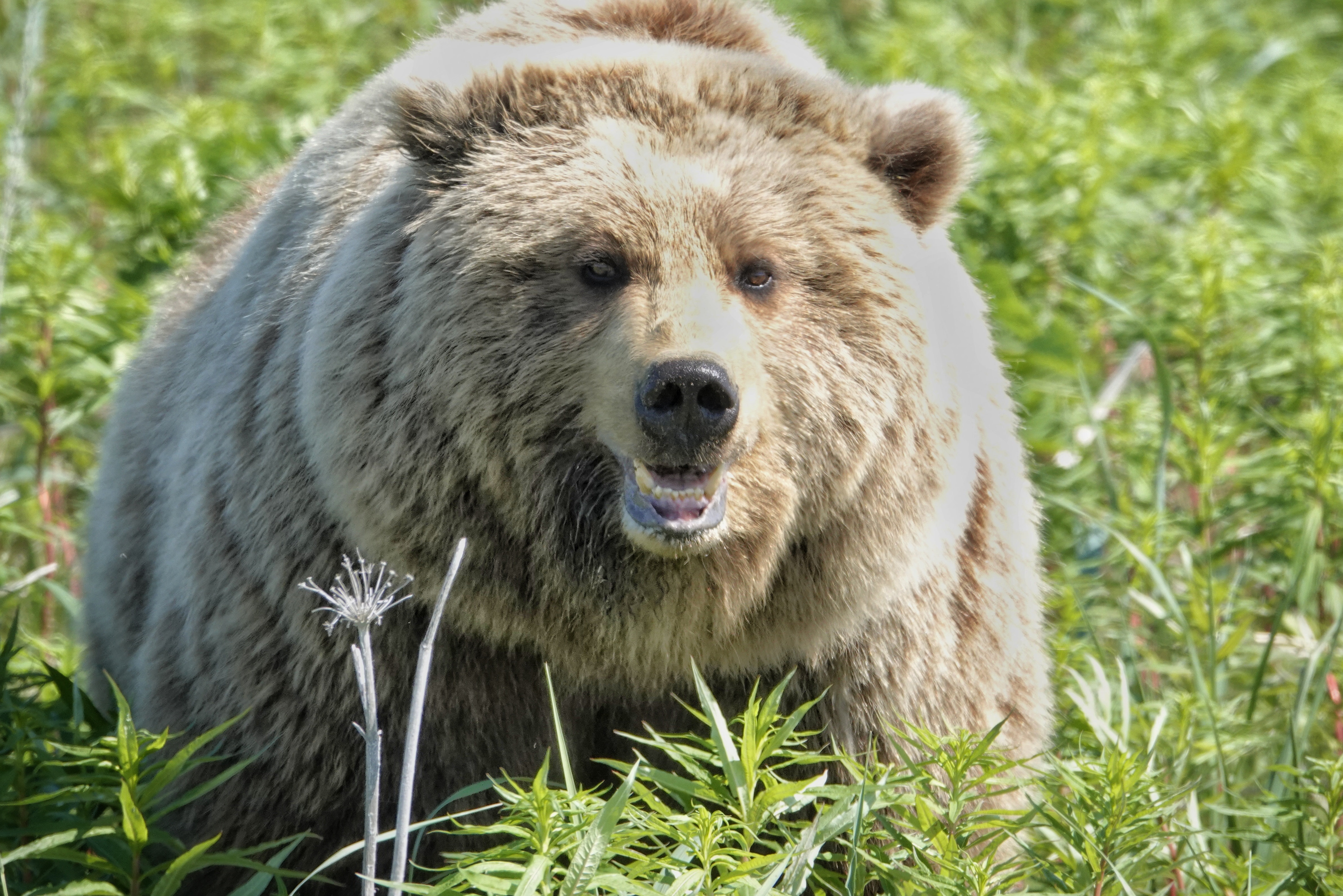 Portrait de grizzly clair à Lake Clark